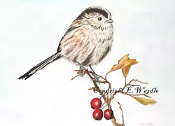 Buy ACEO  2.5 X 3.5  'Long Tailed Tit' Bird CANVAS PRINT Of Original Watercolour • 2.99£