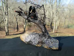 Buy Original ROGER SWEZEY Vulture In Tree Gothic Folk Art Mussel Shells Sculpture • 188.95£