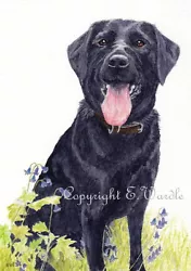 Buy ACEO 2.5  X 3.5   'Black Labrador' Dog Ltd Edition CANVAS PRINT Of Watercolour  • 2.99£