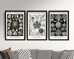 Buy Ernst Haeckel Echinoderms Botanical Art Prints Set Of Three Poster Painting • 19£