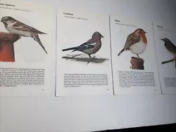 Buy 4 X Garden Birds: Tree House Sparrow Brambling Siskin Blackbird Chaffinch Robin • 2.36£
