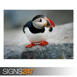 Buy PUFFIN BIRD (ZZ013)  ANIMAL POSTER - Photo Picture Poster Print Art A0 To A4 • 0.99£