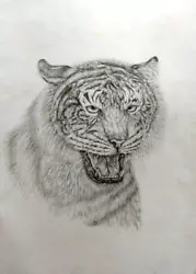 Buy Original Pencil Painting. Tiger. Not Print! Graphic Arts. 12-16in. 2018 Year • 12.40£