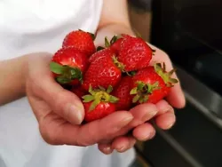Buy Breathtaking Art Digital Destkop Background Image Hands Full Of Strawberries • 1.04£