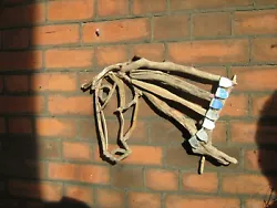 Buy Driftwood Horse-sea Origins At Felixstowe Beach • 75£