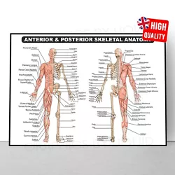 Buy Muscular System Human Human Muscle Anatomy Chart Body Educational Poster • 0.99£