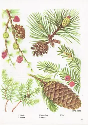 Buy Larch Scots Pine Yew Juniper Spruce Flower Vintage Picture 1980 BOWF#185 • 3.49£