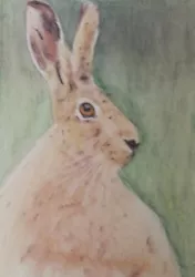 Buy Aceo Art Card 2.5  X 3.5  Hare Nature Watercolour Pencil Painting.Wildlife. • 3.50£