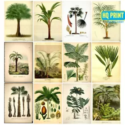 Buy Vintage Botanical Prints Palm Tree Wall Flower Decor Leaf Flower Posters • 0.99£