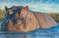Buy ORIGINAL WILDLIFE PAINTING OF A HIPPO - 19x14  PASTEL FINE ART By PAUL HINKS • 84.99£