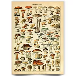 Buy Vintage Adolphe Millot Mushroom Botanical Fungi Art Natural History Wall Poster • 0.99£