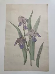 Buy Vintage Watercolour Painting Botanical Irises On Paper  • 20£