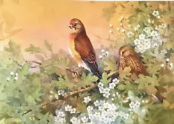 Buy ** Linnets In Blossom Tree ** Print Of A Painting By Beningfield • 2.29£