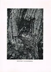 Buy Spotted Flycatcher Baby Chicks At Nest Antique Bird Picture Print 1912 BBAH#09 • 2.49£