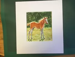 Buy Original Mounted Watercolour Of A Foal In The Sunshine • 15£