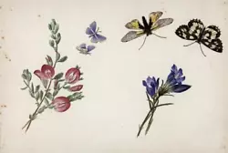 Buy Floral Still Life Flowers & Butterfly Studies Watercolour Painting 19th Century • 40£