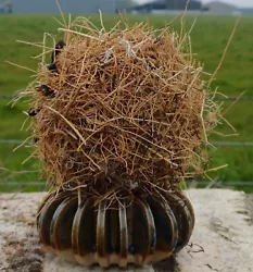 Buy Quirky Nature Natural Art Beach Sculpture Medium Sized Ball Shaped Tumbleweed  • 5£