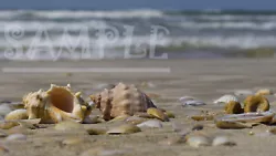 Buy Lovely Seashells From The Sea On The Sandy Beach Wave Nature Picture Photo Print • 2.36£