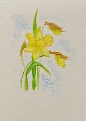 Buy Original Painting Postcard & Envelope Daffodil B Ulikowska 105x148mm Aquarelle • 4£