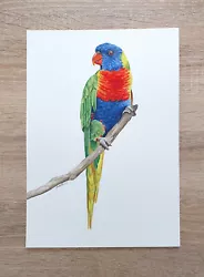 Buy Original A4 Watercolour Rainbow Lorikeet Painting - Australian Bird Artwork • 33.23£