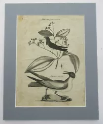 Buy Original Antique Copper Engraved Print, 1797, By Andrew Bell, Birds And Plants • 4.99£