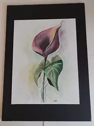 Buy Original Lily Watercolour Painting, A4 Canvas On Black Foam Board  • 9.99£