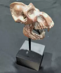 Buy Genuine Vintage Bronze Sculpture Gorilla Ape Primate Skull - Terrific Piece • 240.32£