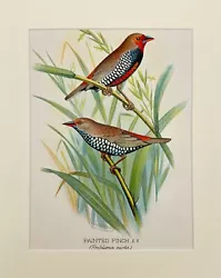 Buy Antique Bird Print - Butler - Painted Finch - Emblema Nicta - London - F2 • 37.79£