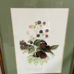 Buy Original Butterfly Watercolor Painting, Red Admiral Signed By Artist • 40£