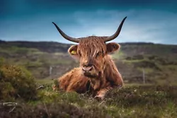 Buy Highland Cow Canvas Picture Print Wall Art • 14.95£