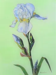 Buy Painting White Iris Flower. Original Framed  Acrylic By Margaret Riordan • 125£