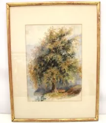 Buy UNKNOWN Oak Tree ORIGINAL VINTAGE Watercolour Painting FRAMED - C98 • 9.99£