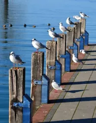 Buy Beach Seagull Harbour Pier Jetty Post Canvas Wall Art Picture Print 30 X20  • 29.99£