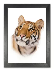 Buy Tiger Copy Of Painting Photo Kitty Wild Animal Poster Big Cat Picture Panthera  • 5.59£