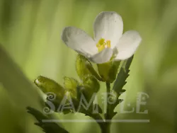 Buy Small White Wild Flower  On A Background Of Grass Nature Painting Photo Print • 1.60£