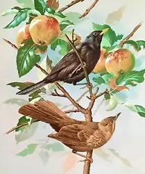 Buy BLACKBIRDS IN APPLE TREE. VINTAGE 1960s PRINT OF A PAINTING BY BASIL EDE • 2.99£
