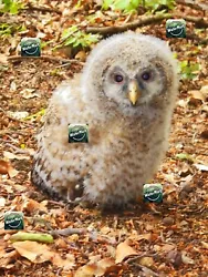 Buy Photo +Digital Product Wallpaper Image Picture Background-owl Animal Bird 3 • 1.19£