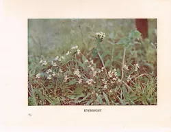 Buy Eyebright Wild Flower Print Antique 1912 H Essenhigh Corke Picture WFATG#85 • 2.99£