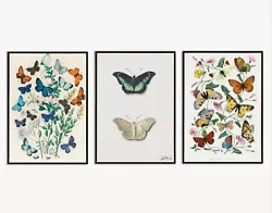 Buy Vintage Butterflies Set Of 3 Art Print Painting Poster Portrait Picture Gift UK • 199£
