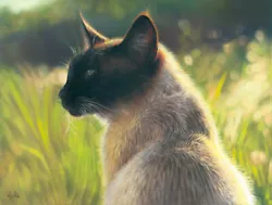 Buy ORIGINAL PET PAINTING OF A SIAMESE CAT- 16x12  PASTEL FINE ART By PAUL HINKS • 89.99£