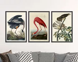 Buy John James Audubon Set Of 3 Paintings - American Flamingo Art Print Poster Bird • 199£