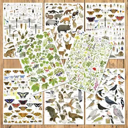 Buy A3 British Nature Identification Wildlife Charts Birds Insects Wild Flowers Tree • 9.50£
