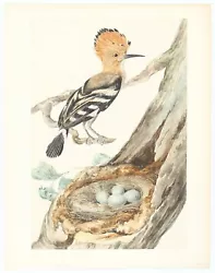 Buy Jan Christiaan Sepp, Orig.watercolour For Nederlandsche Vogelen, Hoopoe, C. 1770 • 3,198£