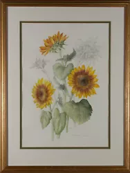 Buy Mollie Foster (1934-2021) - Signed Contemporary Watercolour, Study Of Sunflowers • 119£