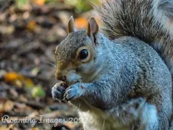 Buy 6  X 4  Squirrel Feeding Time Photographic Print - Callendar Park, Falkirk • 2.99£