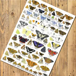 Buy British Butterflies Art Prints, Posters, Nature Identification Wildlife Charts • 2.50£