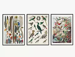 Buy Vintage Birds Set Of 3 Art Prints Painting Living Room Posters Portrait Pictures • 2.49£