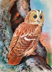 Buy TAWNY OWL SAT ON TREE. VINTAGE 1960s PRINT OF A  PAINTING BY BASIL EDE • 2.99£
