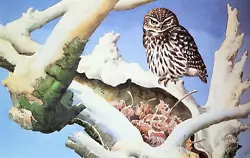 Buy .little Owl In Snow Covered Tree. Vintage Print Of A Painting By Tunnicliffe • 2.99£