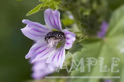 Buy Nature Purple Wild Wonderful Flowers And Small Cute Beetle Painting Photo Print • 1.66£